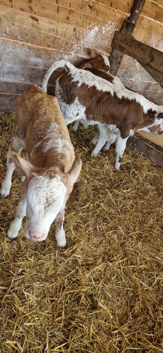 4 taurasi de vânzare