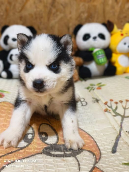 Очаровательные щенки хаски.