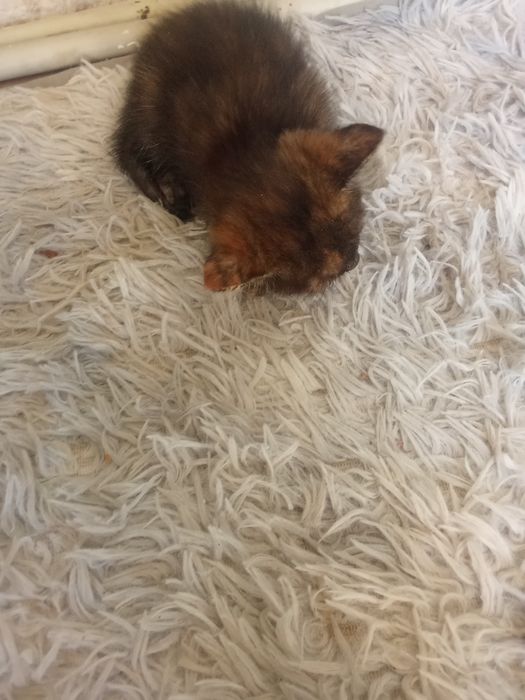 Отдадим котята бесплатно