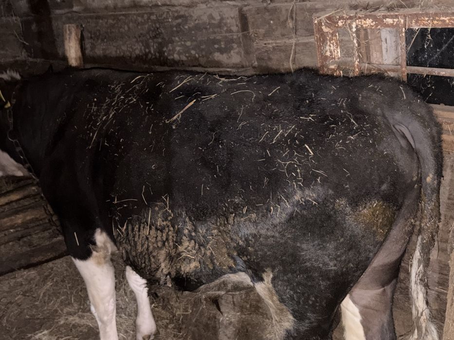 Продам бычков с откорма
