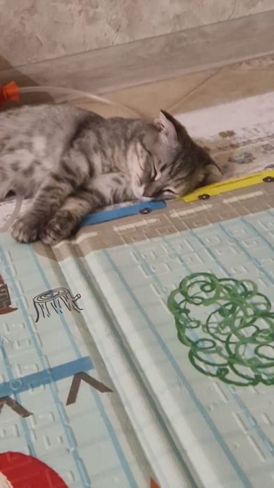 Продам кошечку вислоухую