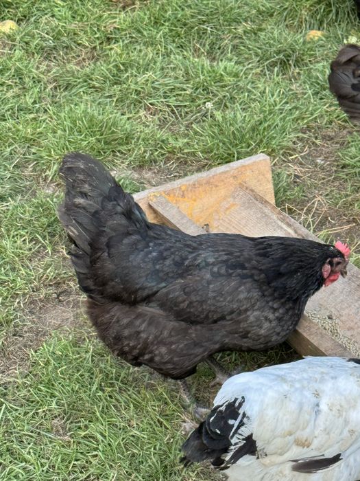 Vand perechi sau familii Australorp Negru Albastru