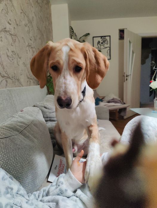 Подарявам  домашен любимец