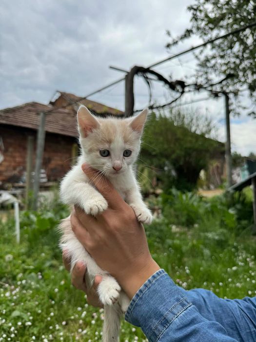 Подарявам  Котенца