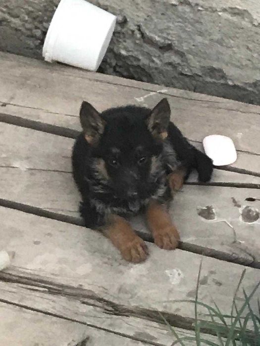 Щенки Европейской Овчарки