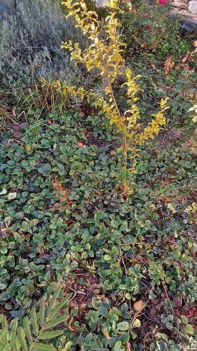 Гранат саженцы анар