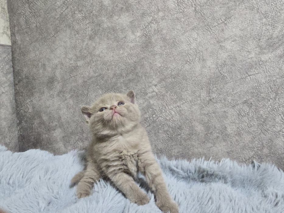 Продам чистокровную шотландскую  [scottish страйт)