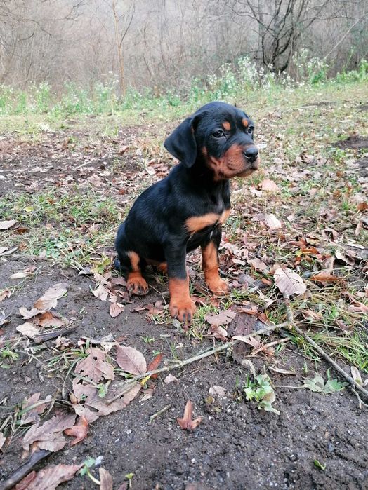 Femela copoi ardelenesc