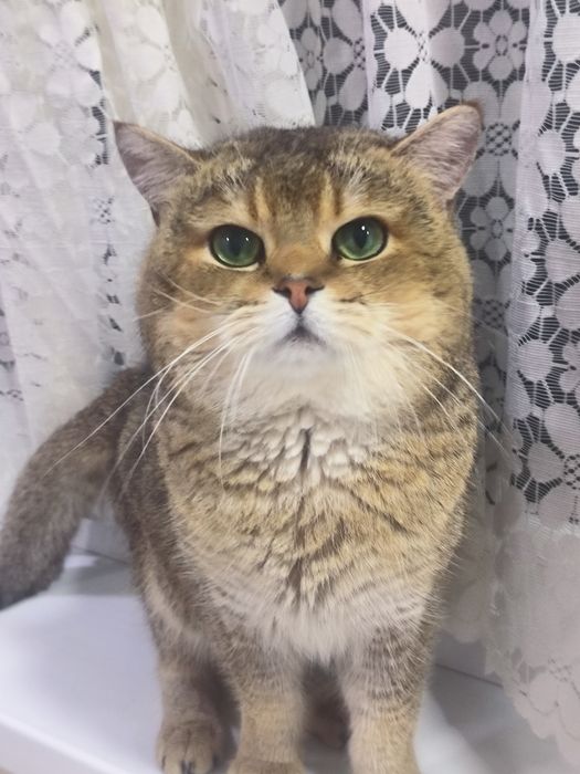 Вязка кот шиншила по кличке Лео