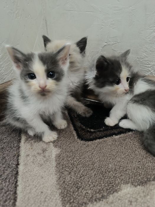 Отдам котят в добрые руки