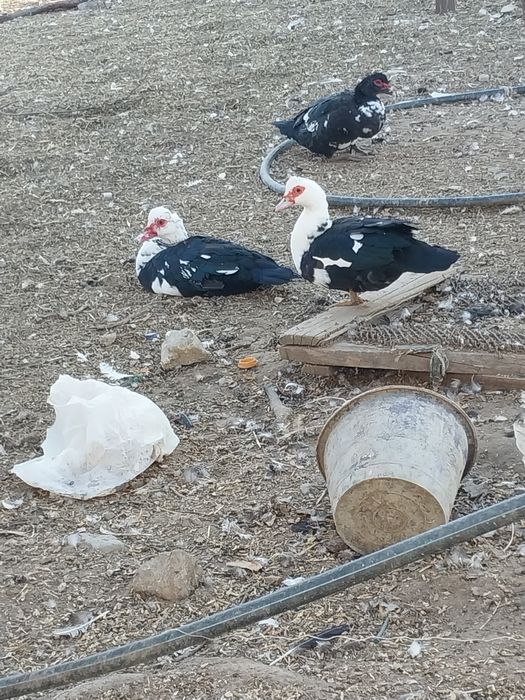 Индаутка самцы  и самки 20шт