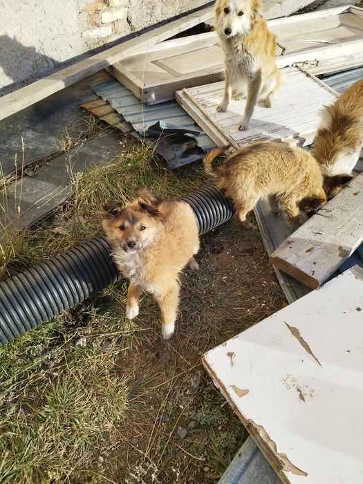 Щенята ищут дом в надёжные руки