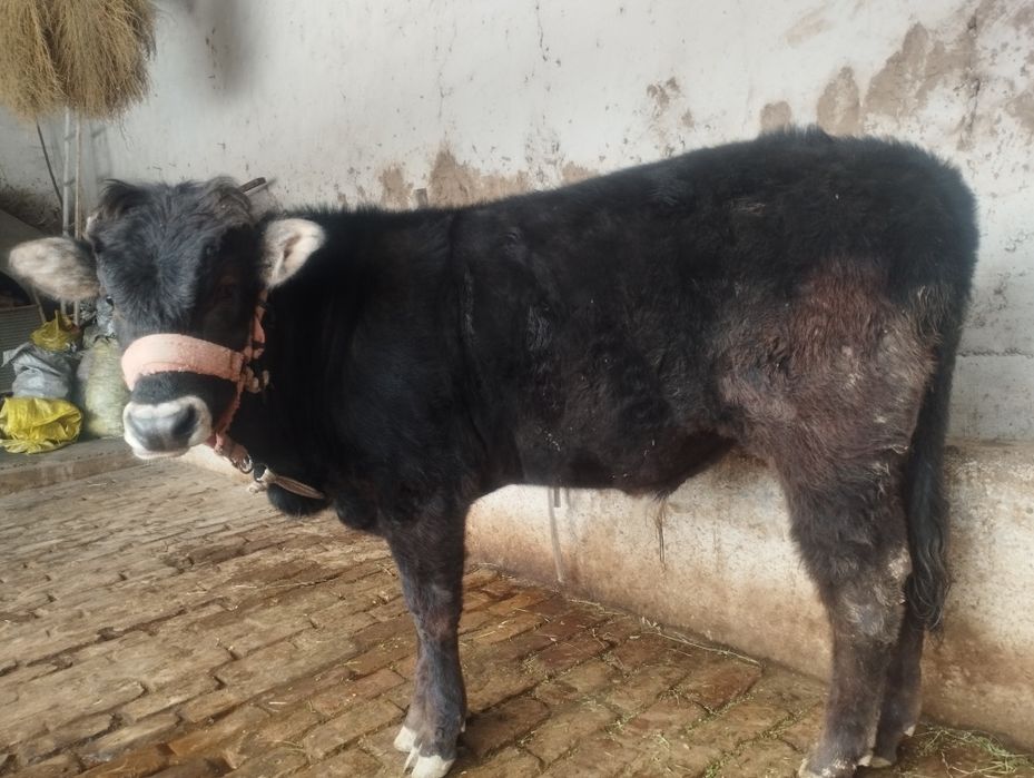 Иккита мол сотилади