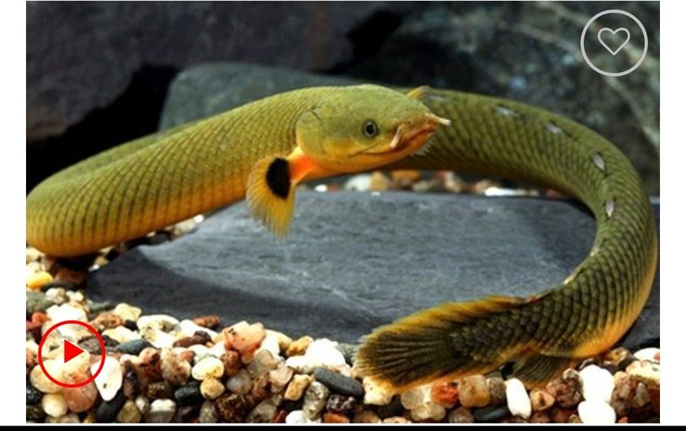 Аквариум оборудованный