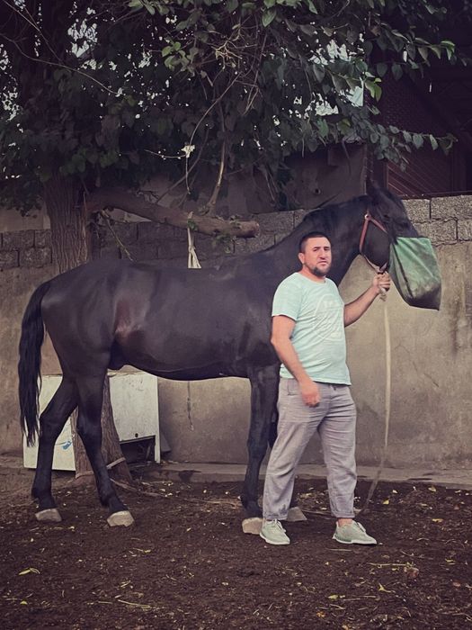 Продаётся лошадь