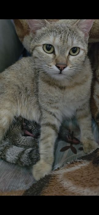 Отдам даром кошку и котят