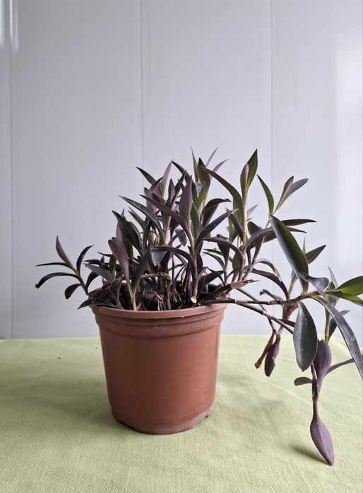 Продам свои комнатные растения