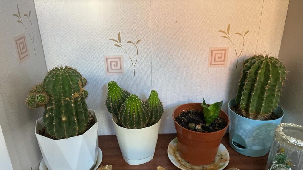 Продам милые комнатные цветочки