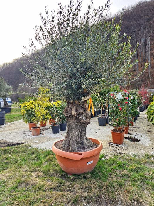 Maslin Olea Europaea