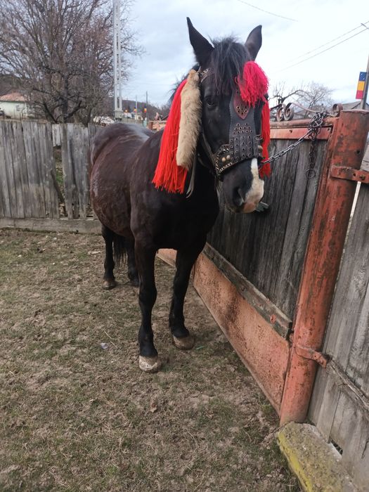 Vind  cal castrat  de 8 ani