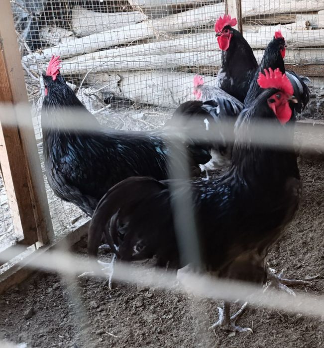 Австралорп зотли хўрозлар сотилади