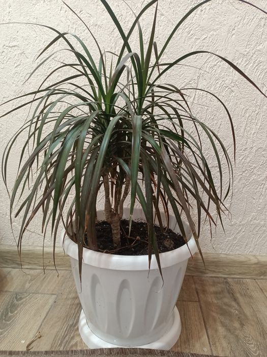 Срочно!!! Распродаю Комнатные цветы