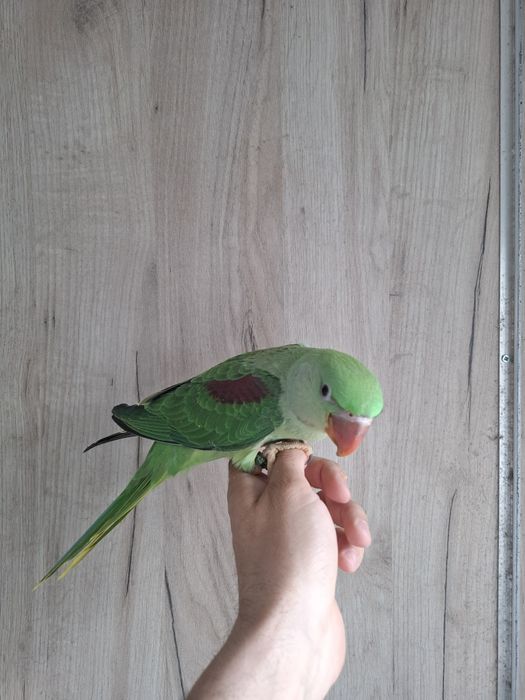 Marele Alexander cu test adn