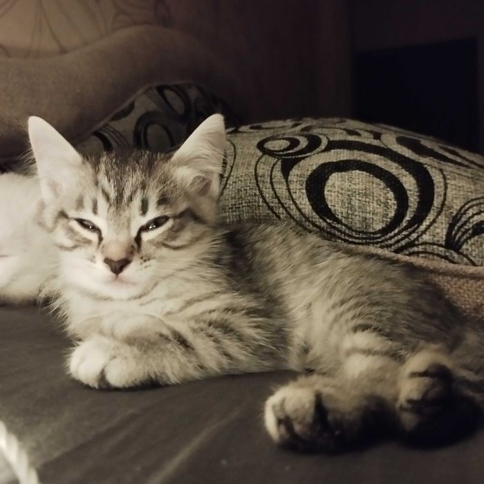 Срочно отдам домашних котят