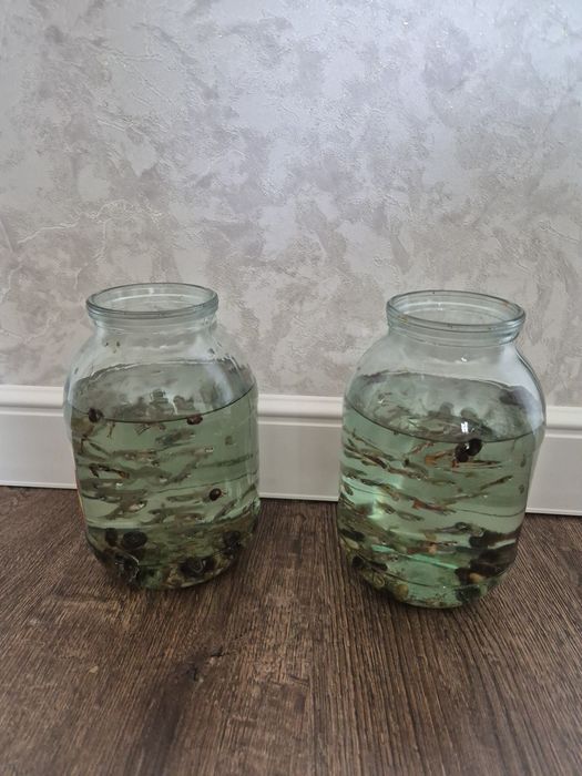 Аквариум с рыбками