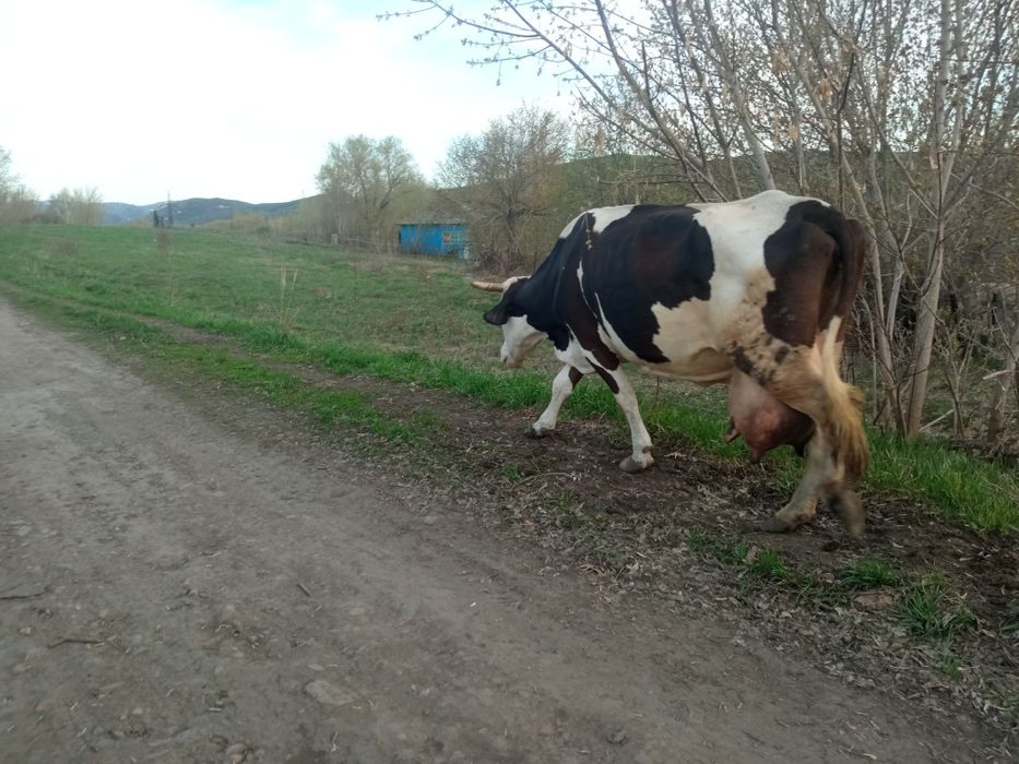 Продам двойных коров