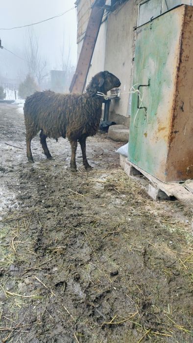 Семиз токты  бордакы