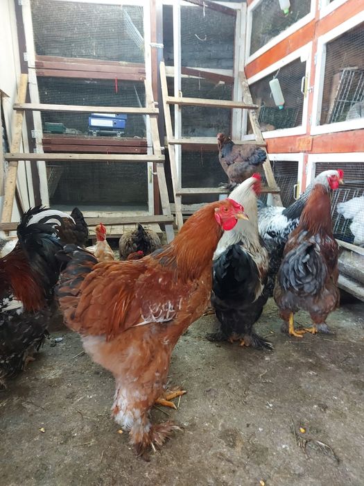 Cocoși pentru doritori