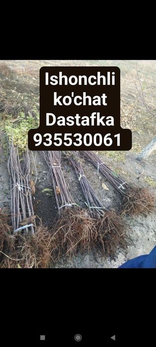 Bogbon daraxt kesish dorilash xizmati