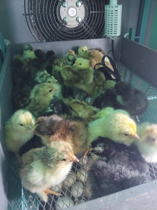 Продам суточных цыплят