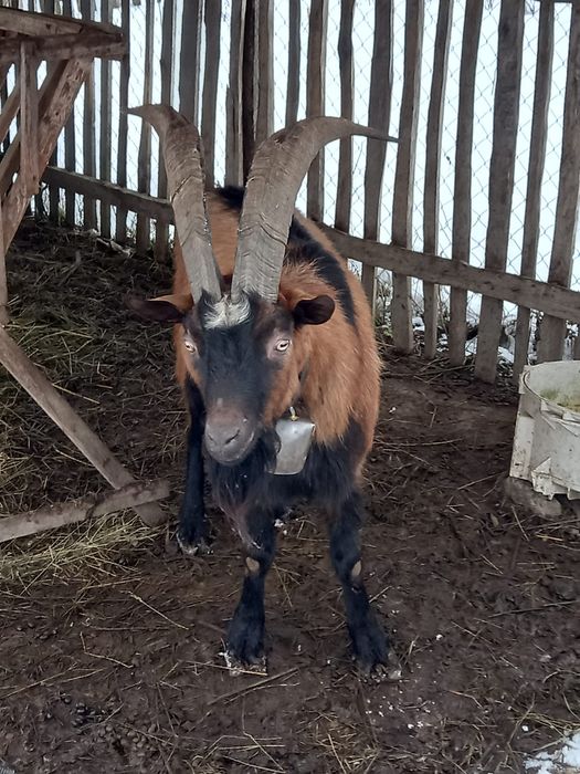Vand țap de origine alpină
