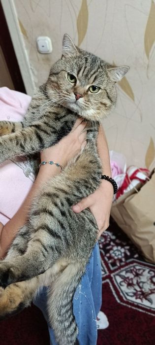 Продаётся породистые котёнка