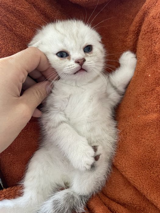 Serebristiya shinshilla srochna sotiladi