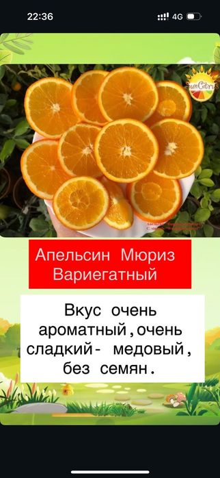 Продам сортовые прививки российского питомника