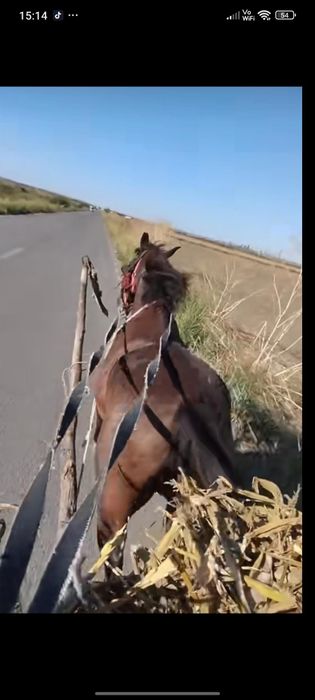 Vând eapa cuminte are 7 ani nu mușcă nu aruncă