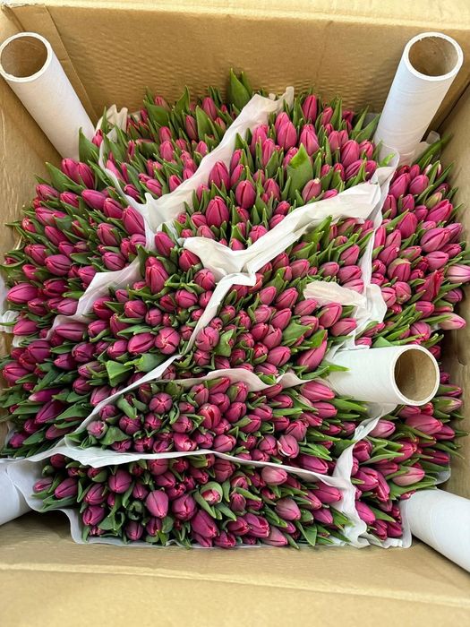 Тюлпаны оптом и розницу