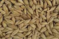 Vand orz frumos ambalat 30kg