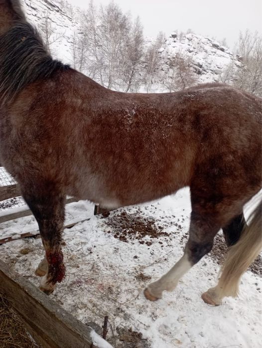 Ат сатылады 600.000