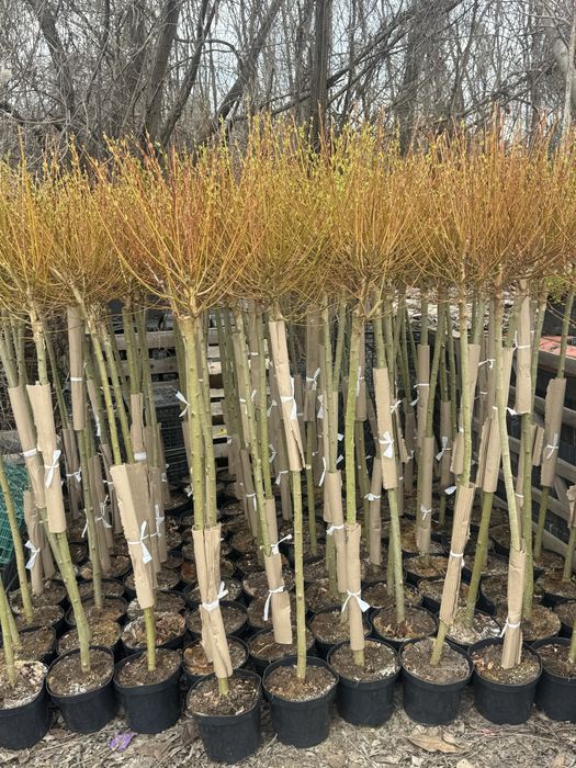 Пъстролистна японска върба salix hakuro nishiki