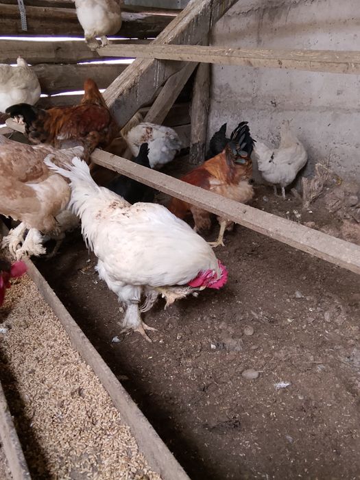 Жас кораздар сатылады