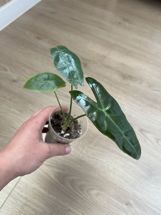 Алоказия Венти Вар., Макрориза Сплеш, Лонгилоба