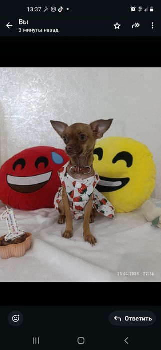 Девочка Тойтерьер ищет жениха.