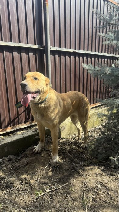 Тобет,қазақы алабай