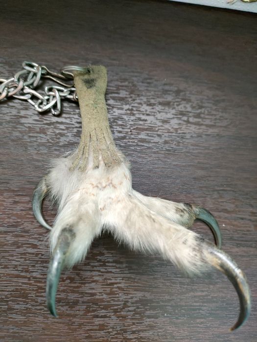 Продам лапу Совы