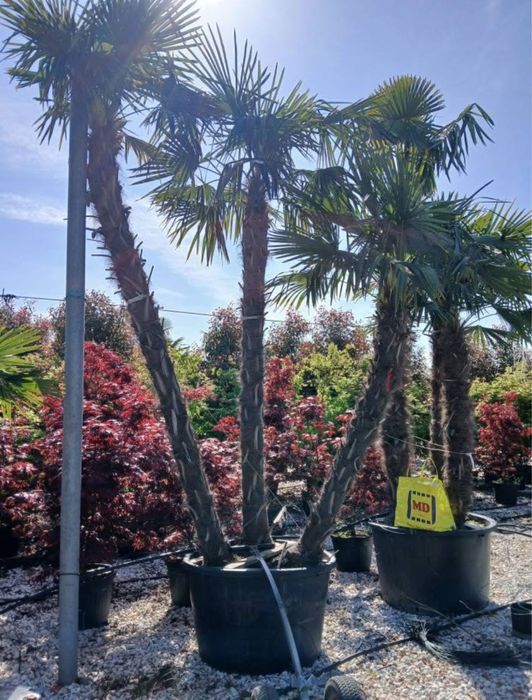 Palmieri aclimatizati in Romania