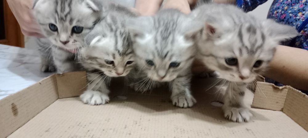 Котята шотландцы скотиш страйт